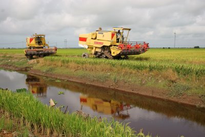 Rice harvesting, Sekinchan