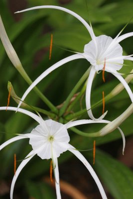 Hymenocallis littoralis