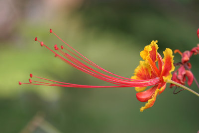 Caesalpinia pulcherrima (Peacock flower)