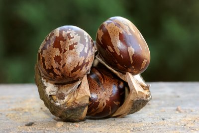 Rubber seeds; 3 seeds in a pod