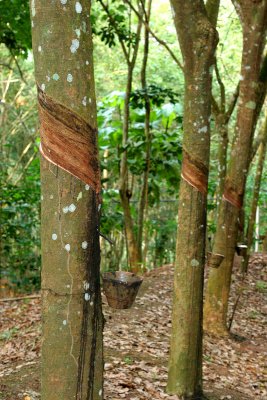 Hevea brasiliensis (Rubber plantation).jpg
