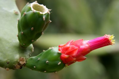 Cactus flower