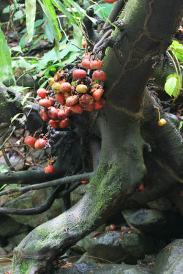 Wild figs tree