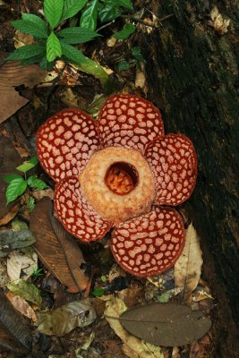 Rafflesia Curleyii