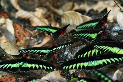 Raja Brooke Birdwing Butterfly  (Trogonoptera brookiana albescens)