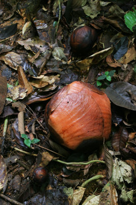 Rafflesia Curleyii Buds