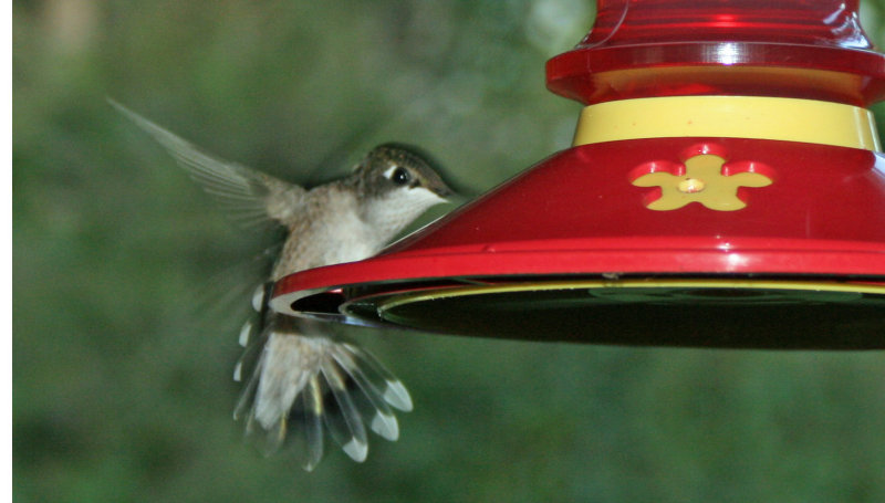 Hummingbird 103
