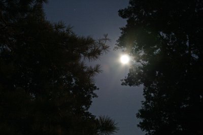 Moon In The Trees