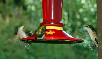 Hummingbird 102
