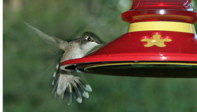 Hummingbird 103