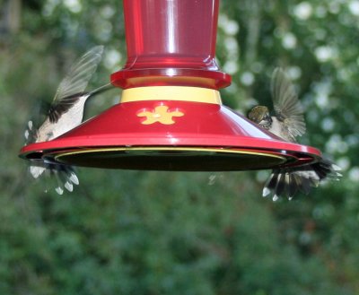 Hummingbird 105