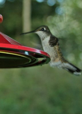 Hummingbird 106