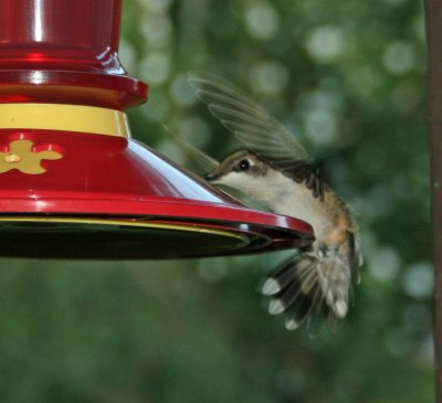Hummingbird 109