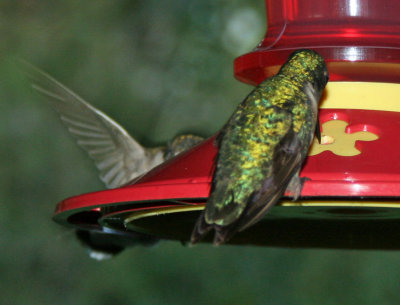 Hummingbird 111