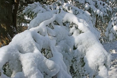 Hemlock Heavy Snow