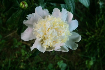 Peony2