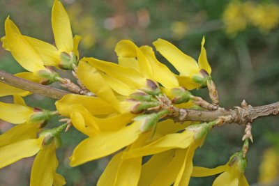 Yellow Belles