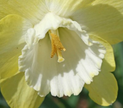 Daffodil Beauty