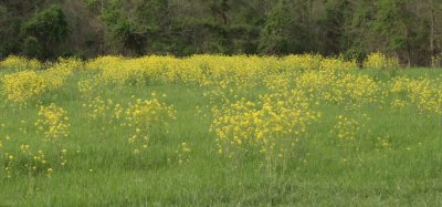 Yellow Fields