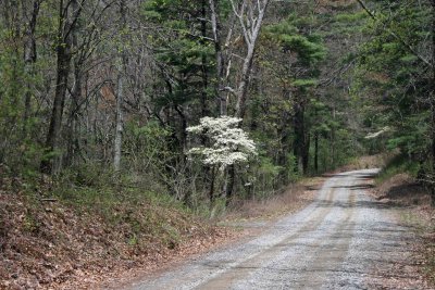 Lone Dogwood