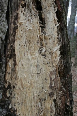 Scratch Marks