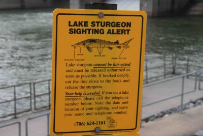 Lake Sturgeon Alert