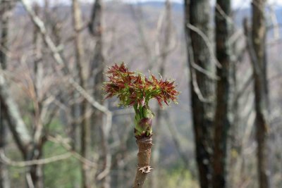 Top Of The Mountain Plants 2
