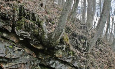 Tree From Rocks 2