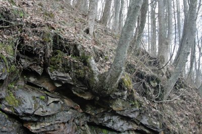 Tree From Rocks
