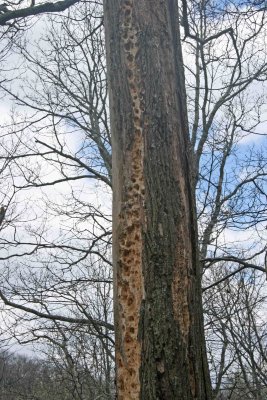 Woodpecker Training School