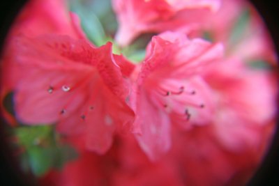 Bird's Eye Azalea Bloom