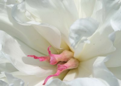 Close Up Peony