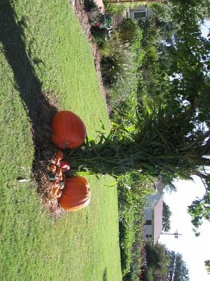 2008_09_13 Pumpkins\slides\IMG_2267.JPG