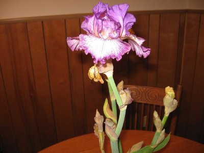 2008_12_05 Irises\slides\IMG_2374.JPG