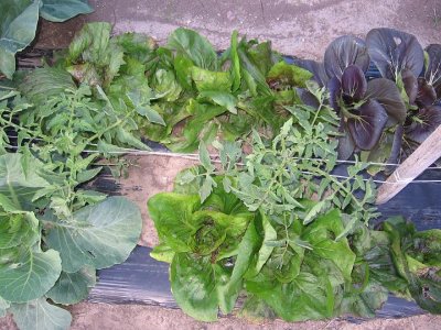 2007_05_25 Vegetables\slides\IMG_0770.JPG