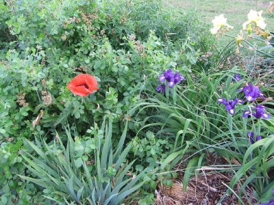 IMG_2784.JPG