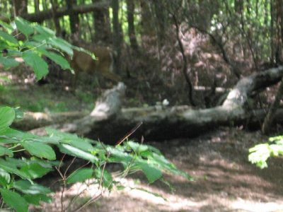 IMG_2863.JPG