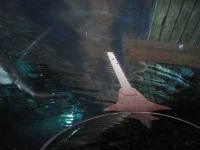 IMG_2995.JPG