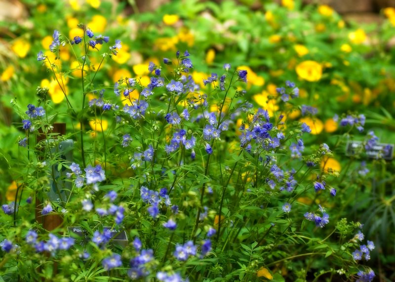 April 28 - Spring Wildflowers