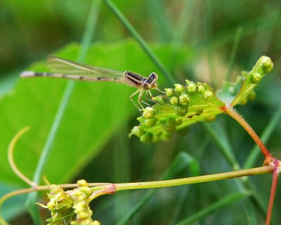 August 16 - Damselfly