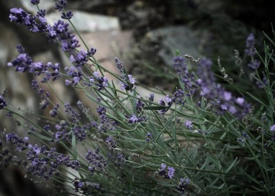 August 30 - Lavender