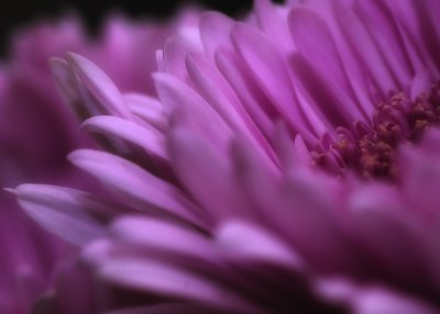 Petals