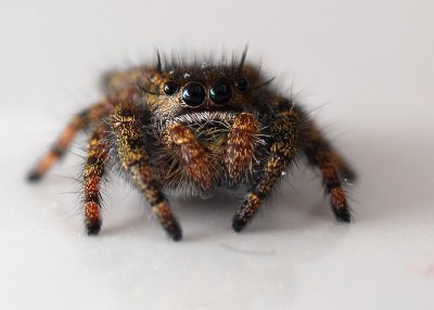 Jumping Spider