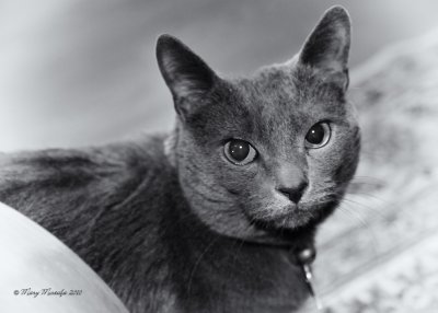 Cats