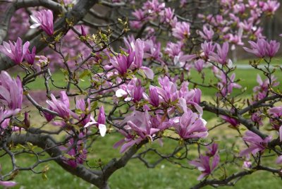 National Arboretum