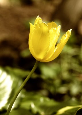 April 22 - Yellow Tulip