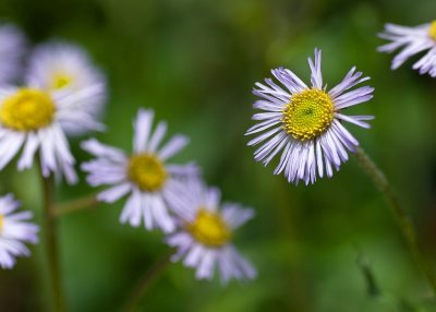 Robin's Plantain