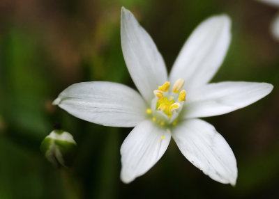 Star of Bethlehem