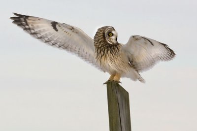 Short-eared Owl Landing.jpg