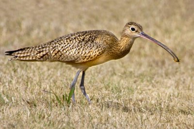 Long-billed Curlew with Bug 2.jpg